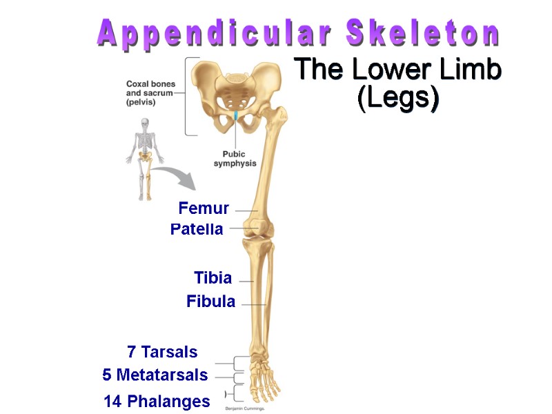 Patella   The Lower Limb (Legs) Appendicular Skeleton Femur Tibia Fibula 5 Metatarsals